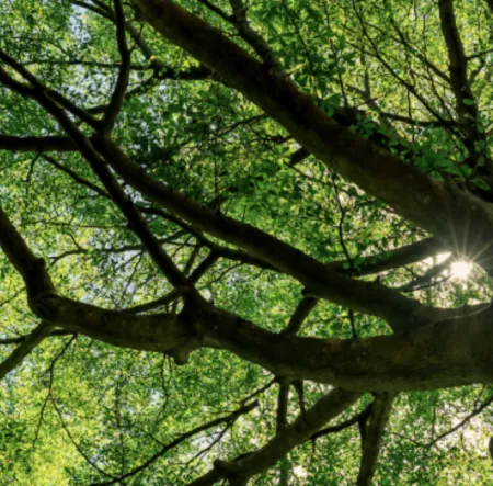 Bright tree canopy with prominent branch network