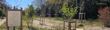this is no ordinary garden - header image of garden project