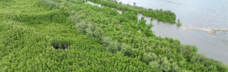 mangroves - water and leaves