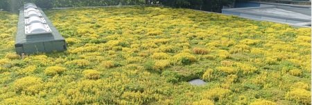 green roof with vegetation growing
