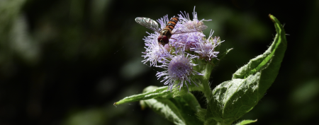pollination