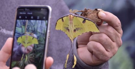 butterfly being photographed in Casa delle Farfalle di Bordano, Italy