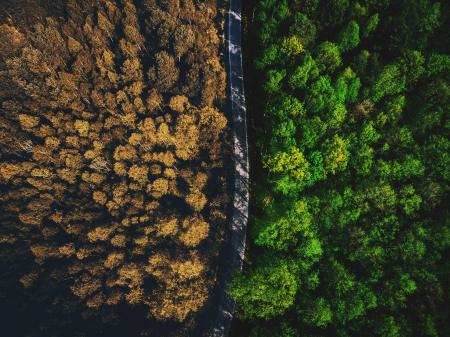 half-autumn-half-summer-forest