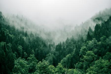 Forest mist