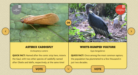 asterix caddisfly and white-rumped vulture