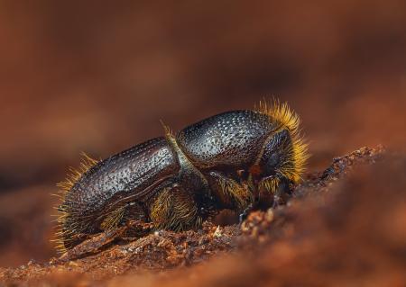 bark beetle close up