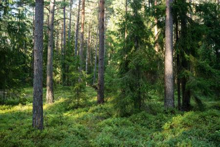 forest image