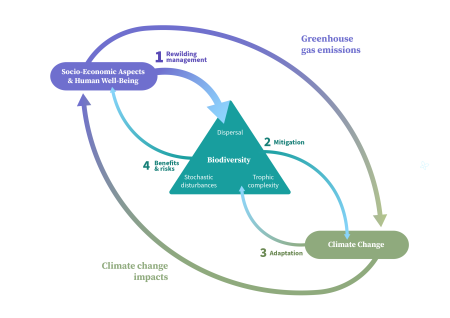 The climate smart rewilding framework infographic