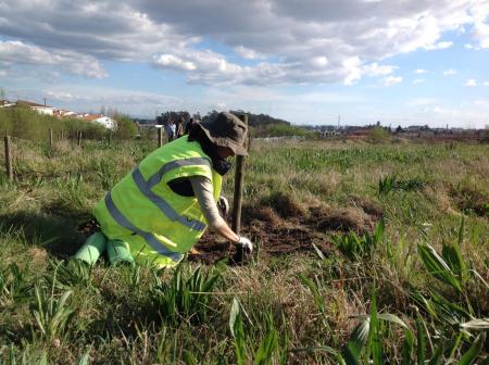 Person wearing hi-viz vest planting a tree in a field.