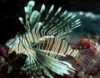 A lionfish