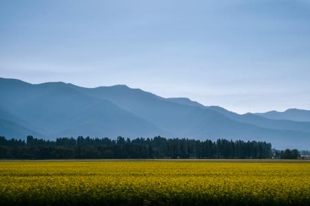 stock image of mountains and field with yellow flowers