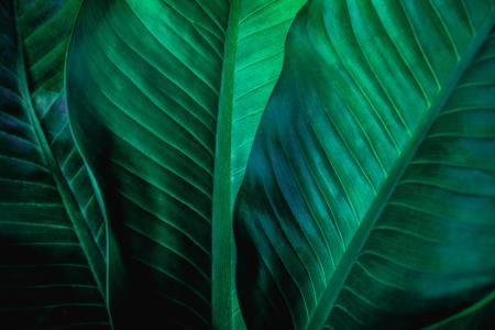 abstract green leaves close up