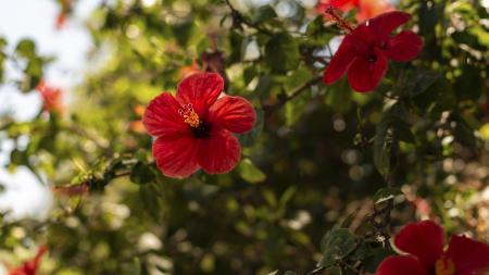 Hibiscus flowers on a branch with leaves