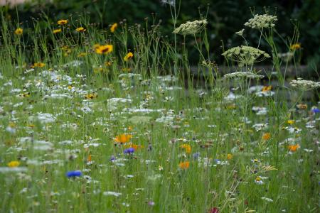 wild flowers - cow parsley and celandine 