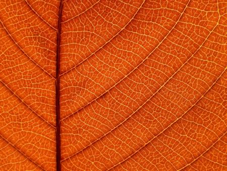 leaf close up - orange leaf, leaf veins