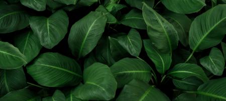abstract green leaves close up