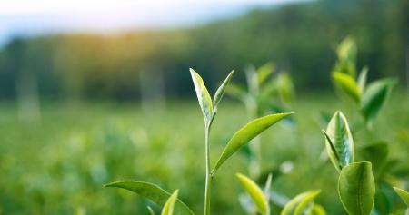 green shoots - out of focus background
