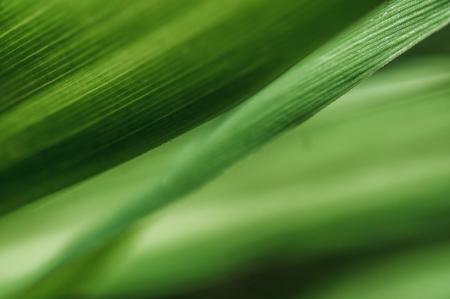 abstract green leaves close up