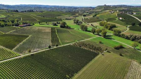 vineyard from birdseye view