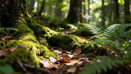 forest floor or moss covered tree root with dappled sunlight 