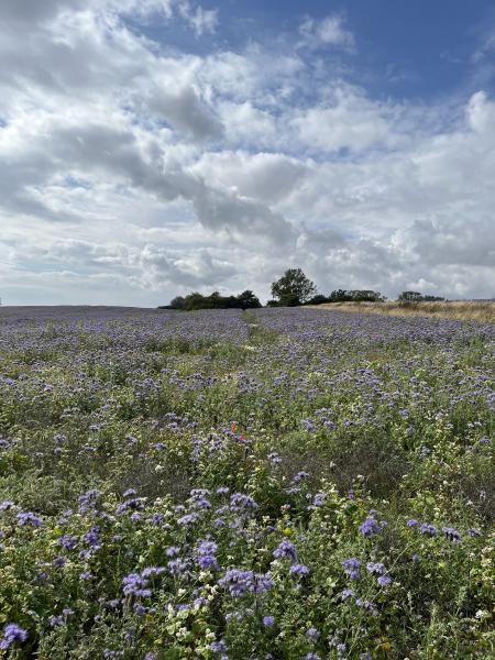 Field of flowers Honungsfacelia (Phacelia tanacetifolia) and Bugloss (Anchusa arvensis)