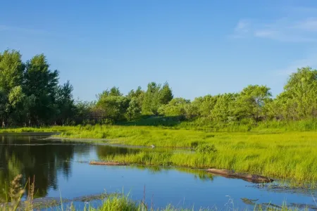 A landscape of a green forest and a river