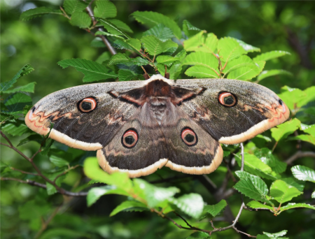 Large brown moth with cream wing edges on a leave.