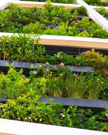 walls of greenery on a house
