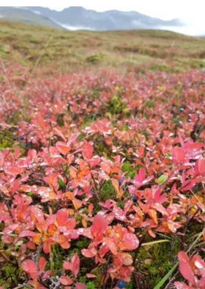 Shrubs of bog bilberry on Iceland