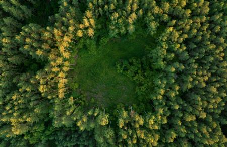 Forest, aerial view. Forest destruction, felling of trees. Illegal logging. Spruse Forest Landowners Tree Planting, drone view. Forests illegal disappearing. Deforestation, tree planted, cut down.