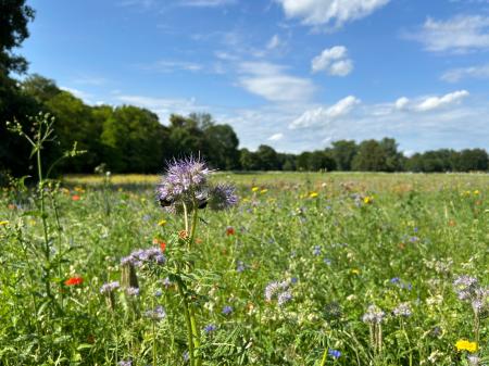 Flourishing meadow with wild flowers under the blue white cloudy sky in the famous English Garden in Munich, Bavaria, Germany-bee or insects food, ecology concept, biodiversity