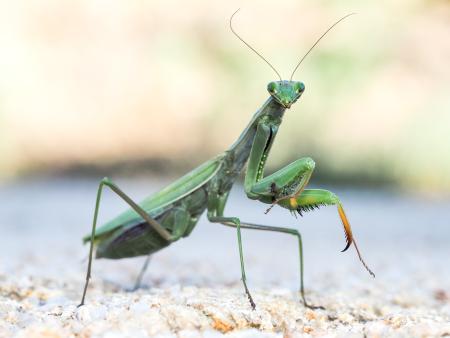 Green European mantis with front leg raised.