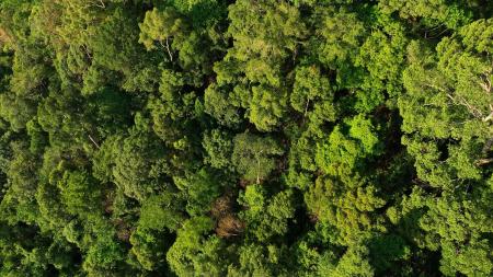 Forest, aerial view. Forest destruction, felling of trees. Illegal logging. Spruse Forest Landowners Tree Planting, drone view. Forests illegal disappearing. Deforestation, tree planted, cut down.