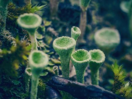 Image of pixie cup lichen