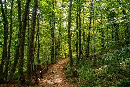  Forest path travel in nature. Scenic hiking trail. Travel route through green forest. Trail in woodland. Forest path for tourism. Forest path through green trees. Nature walkway. Hiking path trail.