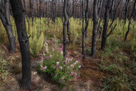 Purple Wildflowers Growing in Burnt Pine Forest After Fire