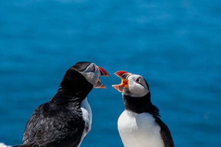 Atlantic puffins interacting on coastal cliffs of Lunga, Treshnish Isles, Scotland, United Kingdom
