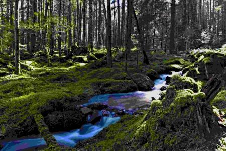 Small stream running through a forest with thick moss bankside.