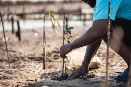 person planting mangroves in coastal nature restoration project