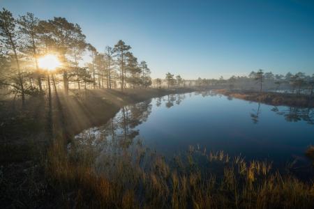 Sunrise Over Serene Bog with Misty Pine Trees