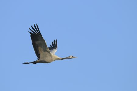 Goose flying in a blue sky.