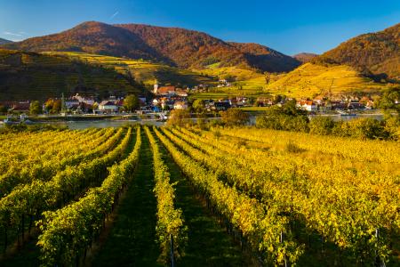 Rows of vines with settlement and hills in the background. 