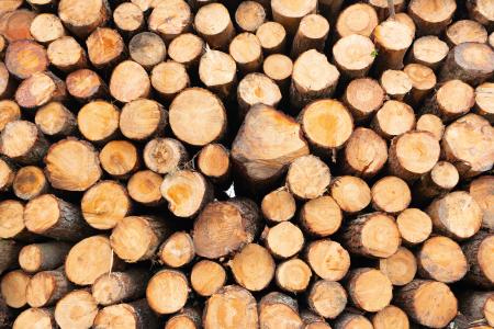 Pile of timber logs. Wooden logs. Certified sustainable timber from forests managed for reforestation. Wood company ensures transparency, traceability. Sustainable forestry practices. Wood supply.