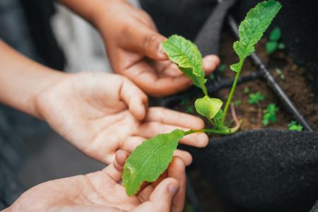 children holding a leaf