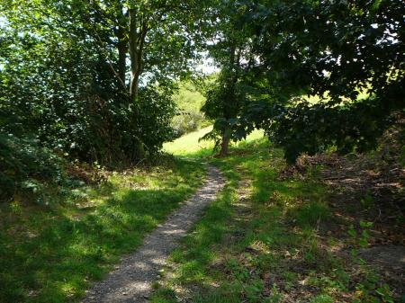 Narrow, treelined rural path surrounded by grass.