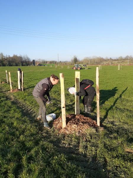 People working in a field, securing stakes. There is a tractor in the background.