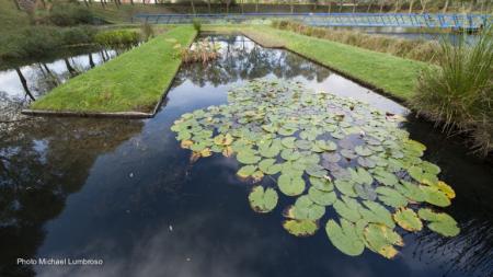 Water lilly pads on a waterbody.
