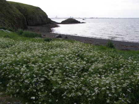 White flowers growing near to a shoreline.