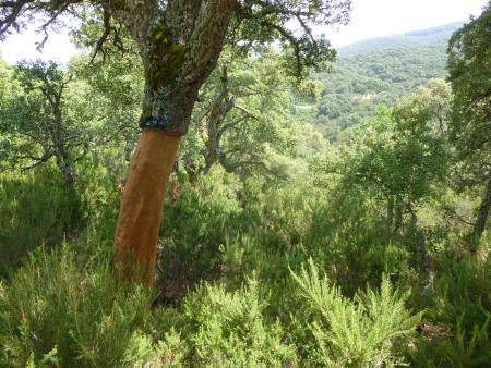 A close up of a tree trunk with bark stripped from the lower half.