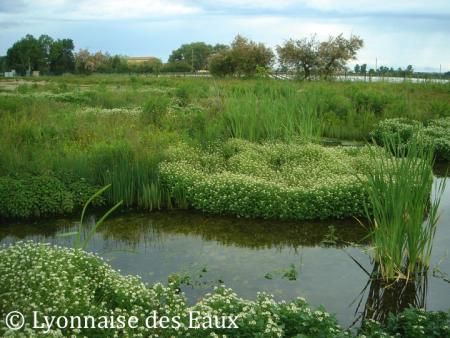 A large wetland area with a stream running along the front of the picture.